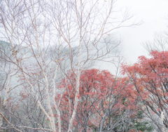山間の朱