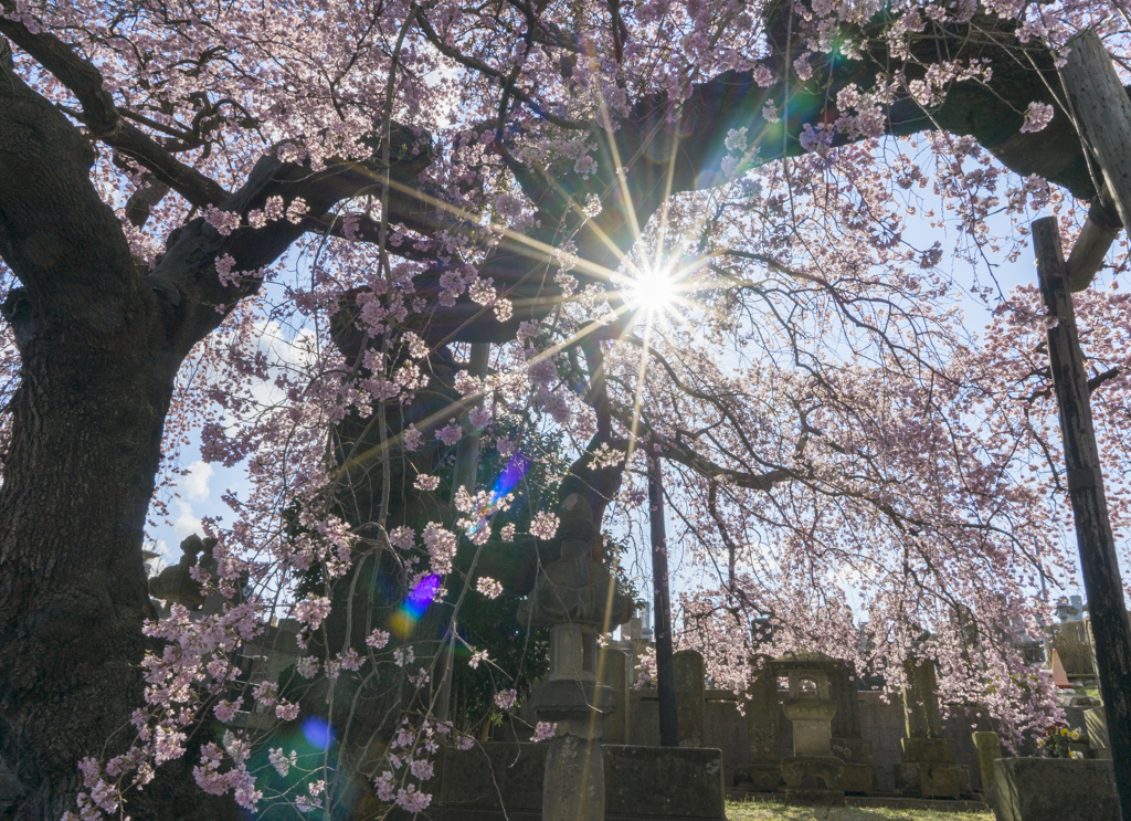 守護桜