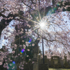 守護桜