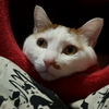 マイハウス