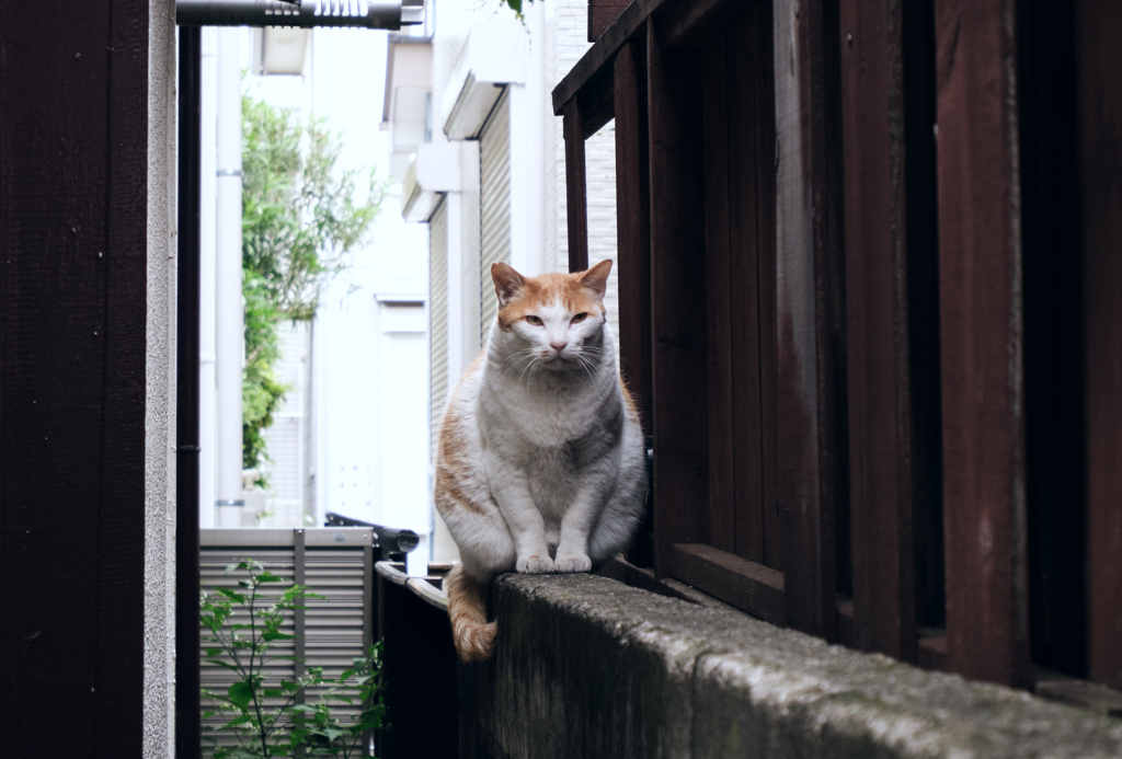 野良