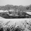 雪が降りました
