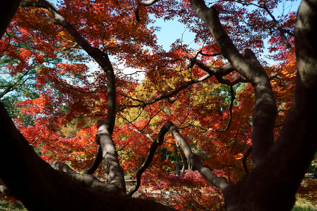紅葉の頃