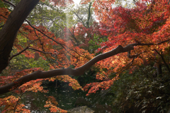 光差す
