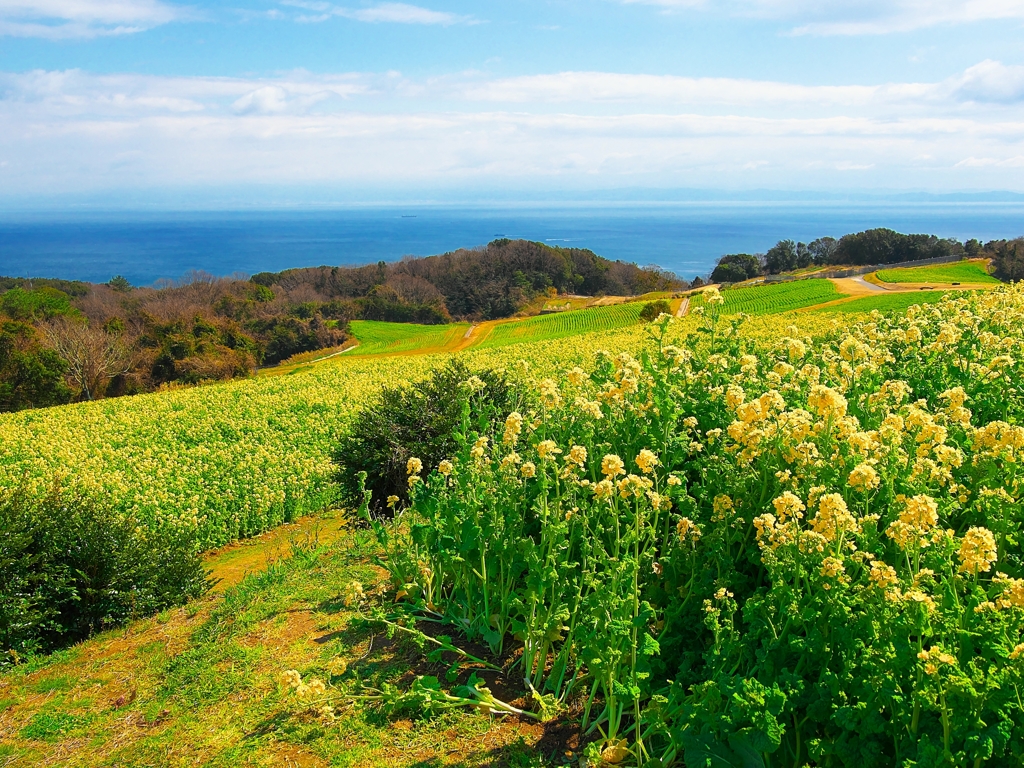 日本風景１３６０花