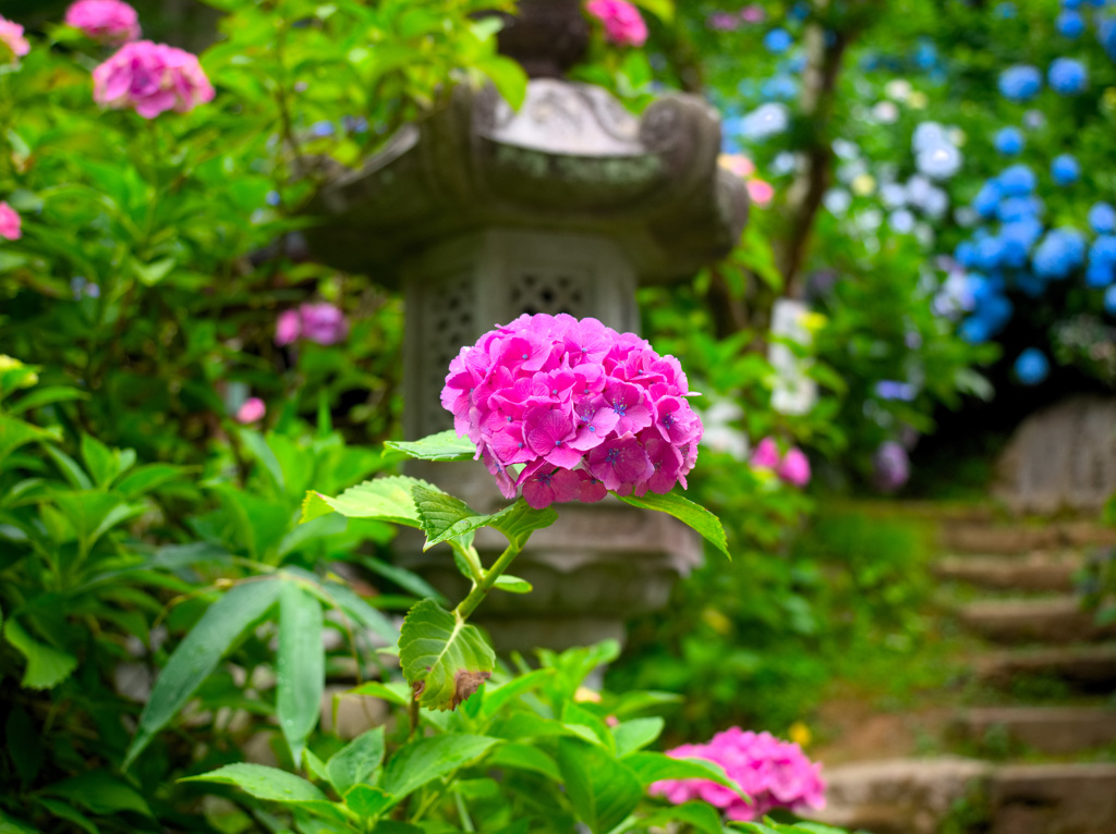 日本風景９９２　紫陽花