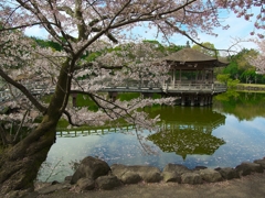 日本風景１３８３桜