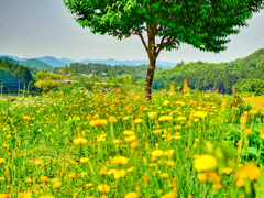 日本風景９２７　花と木と眺望