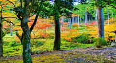 風景２１８　 秋