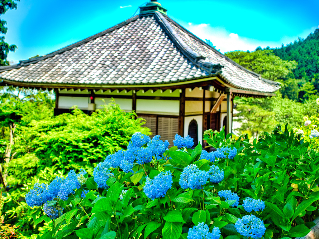 日本風景９４９　紫陽花と寺と