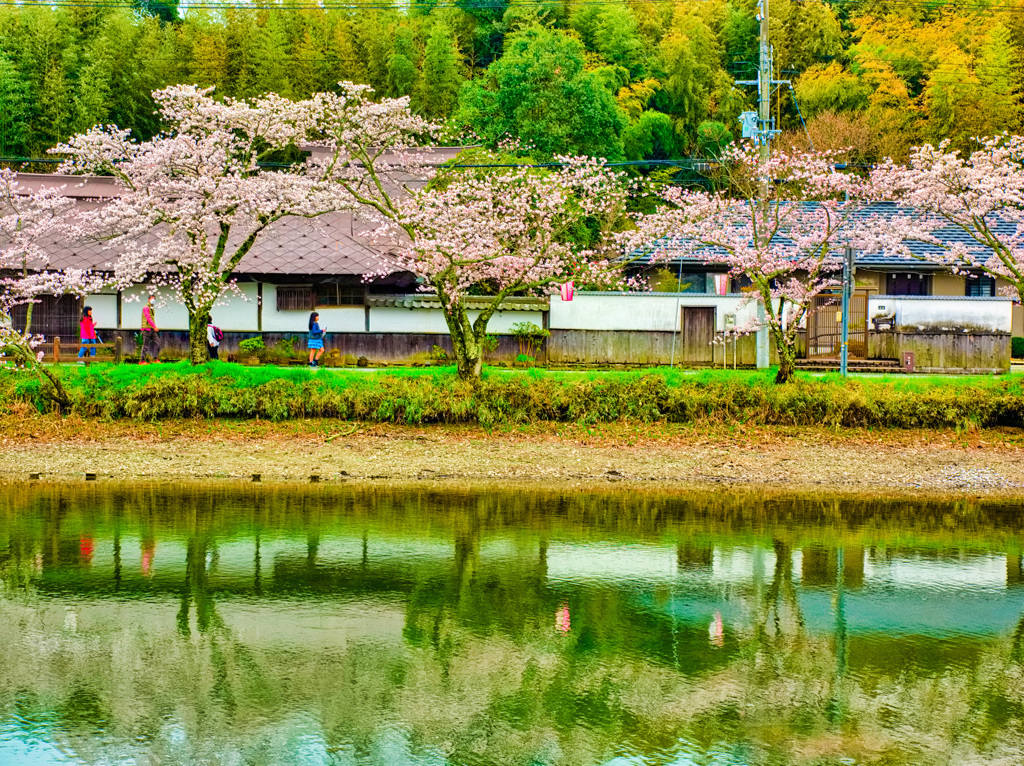 日本風景９０１　桜　屋敷