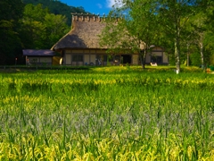 日本風景１４５８　稲