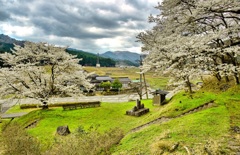 日本風景９１２　桜