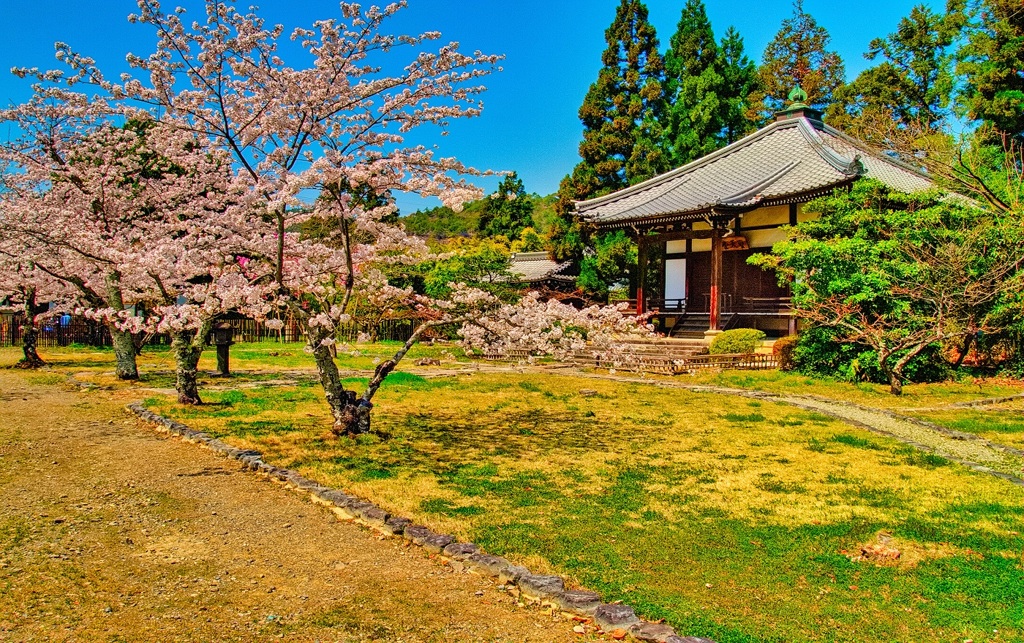風景４３２　京都　桜