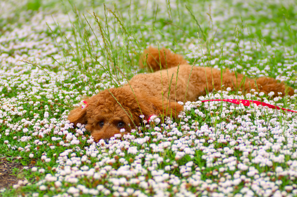 トイプードル 　ミルミルみるきー４８