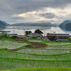 日本風景１０７３　棚田