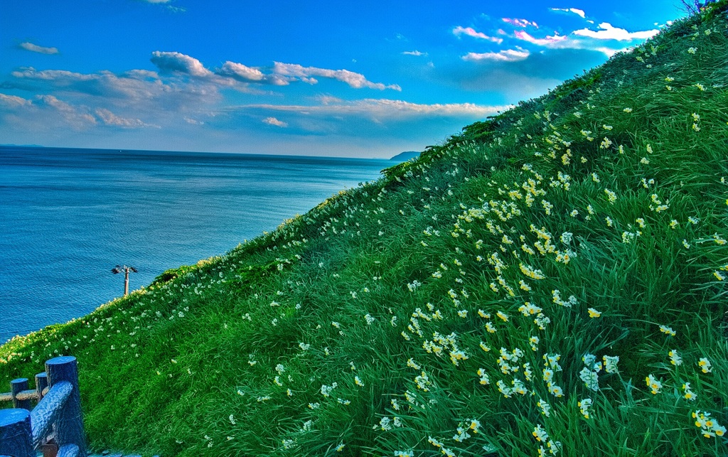 風景４２０　淡路島　水仙