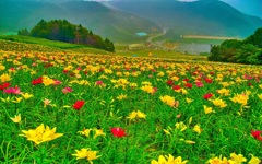 風景４１４　ゆり