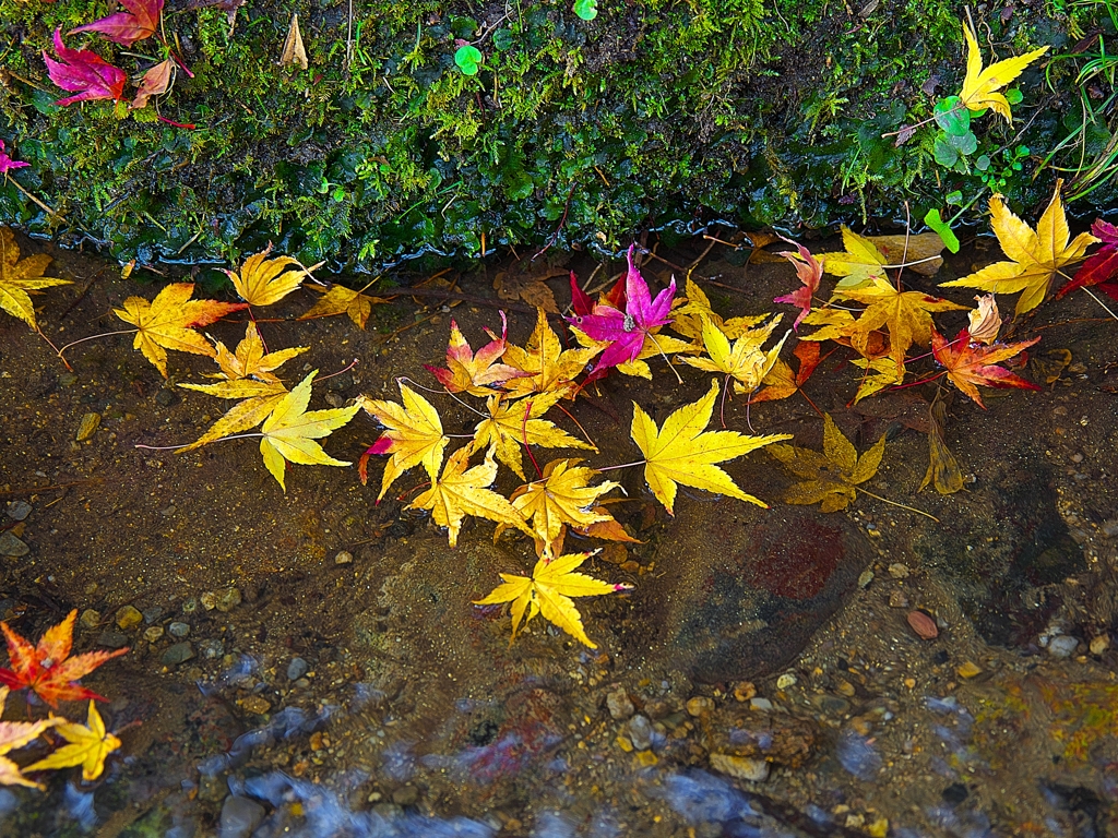 日本風景１２８７　紅葉
