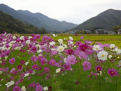 日本風景１２３３　コスモス