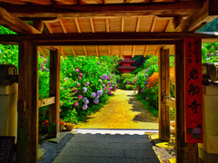 日本風景１０１０　紫陽花と寺
