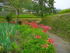 日本風景１１９８　彼岸花