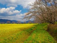 日本風景１３６９　菜の花、桜