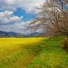 日本風景１３６９　菜の花、桜