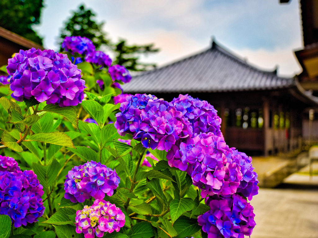 日本風景９６１　紫陽花