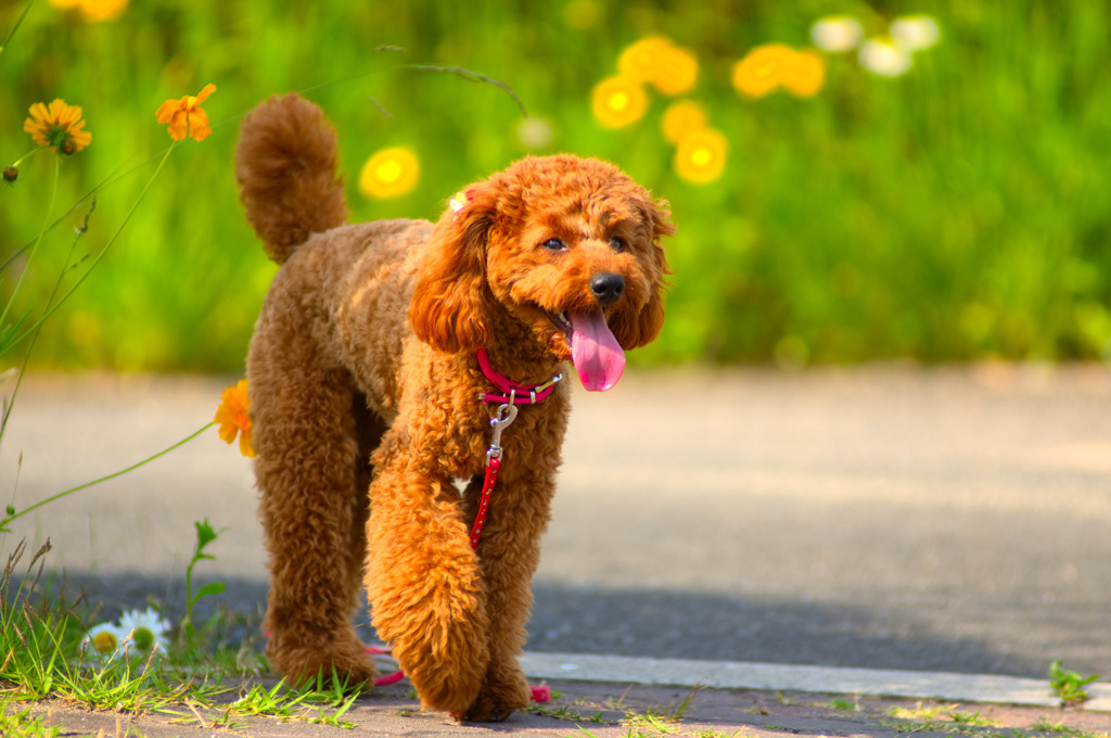 トイプードル 　ミルミルみるきー３１