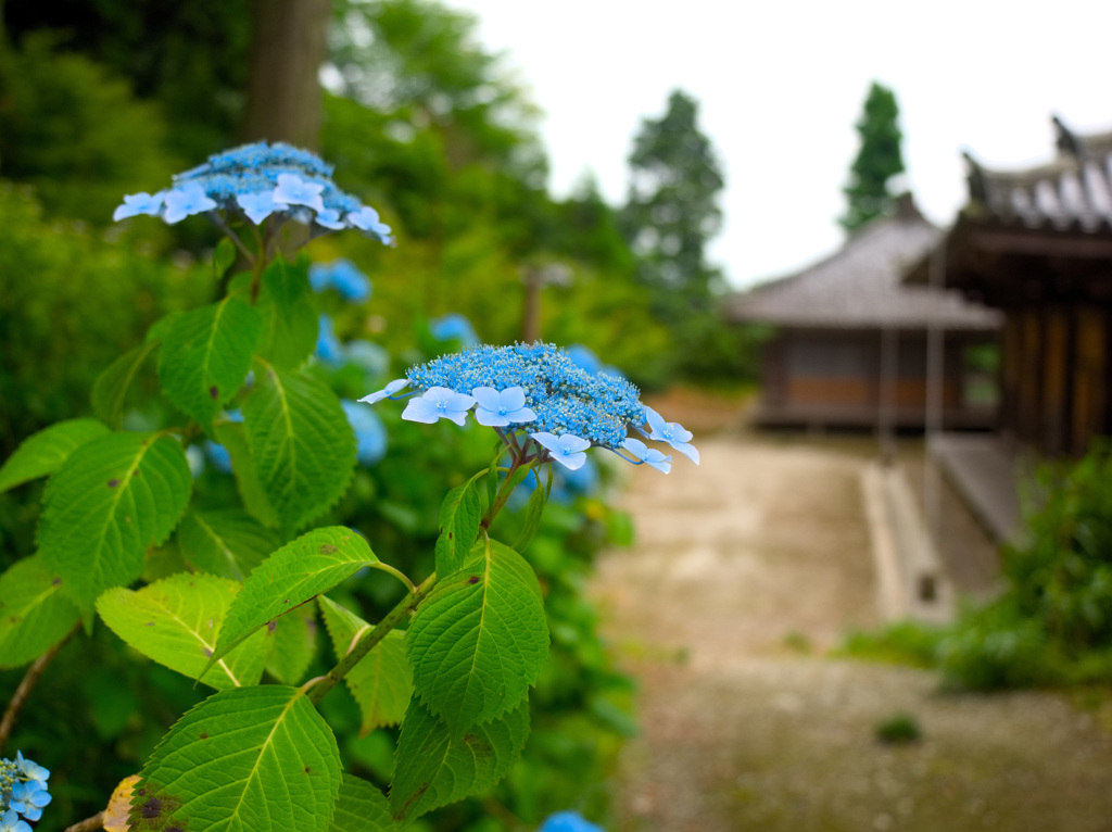 日本風景９６５　紫陽花