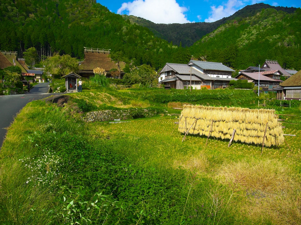 日本風景１２０８ 稲