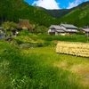 日本風景１２０８ 稲
