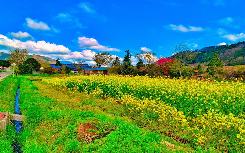 風景４１０　大山街道