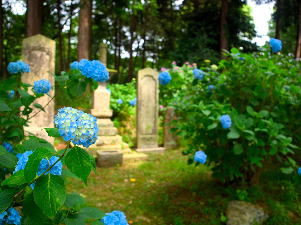 日本風景９７６　紫陽花