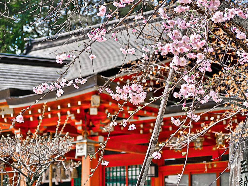 日本風景１０５２桜