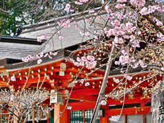 日本風景１０５２桜