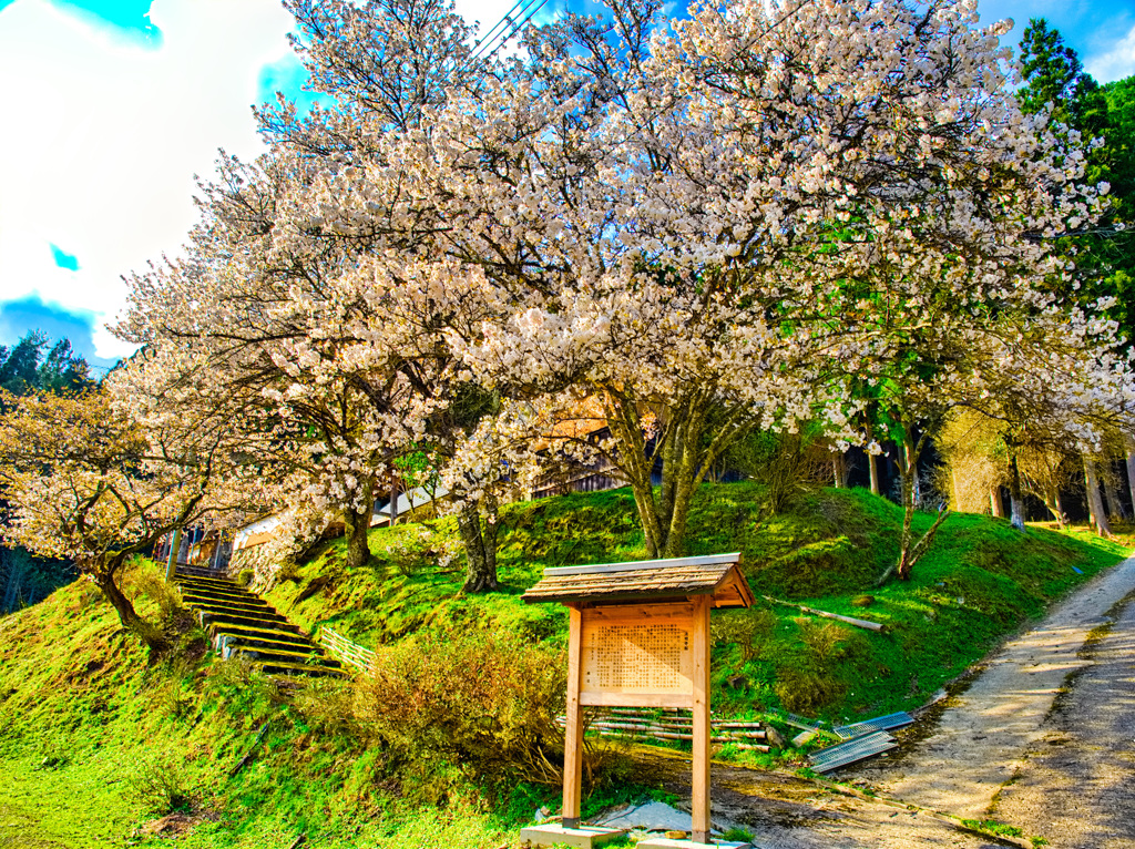 日本風景８９１　桜