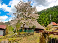 日本風景８７８　桜と田舎家
