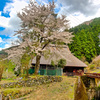 日本風景８７８　桜と田舎家