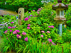 日本風景９９１　紫陽花