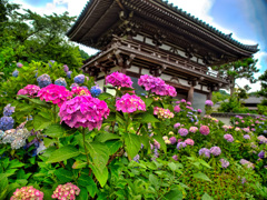 日本風景９８３　紫陽花