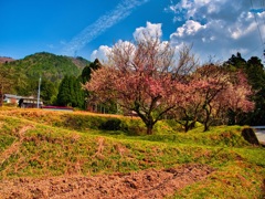 日本風景８６５　京都　嵯峨山桜