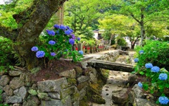 日本風景７４１　寺　庭　あじさい