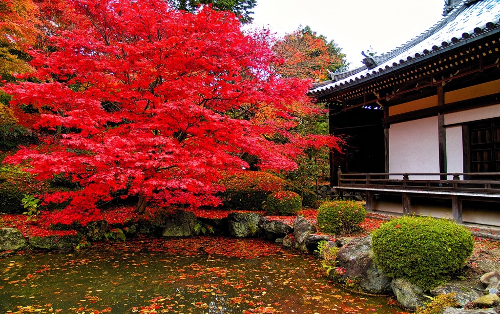 風景２５３ 寺　秋