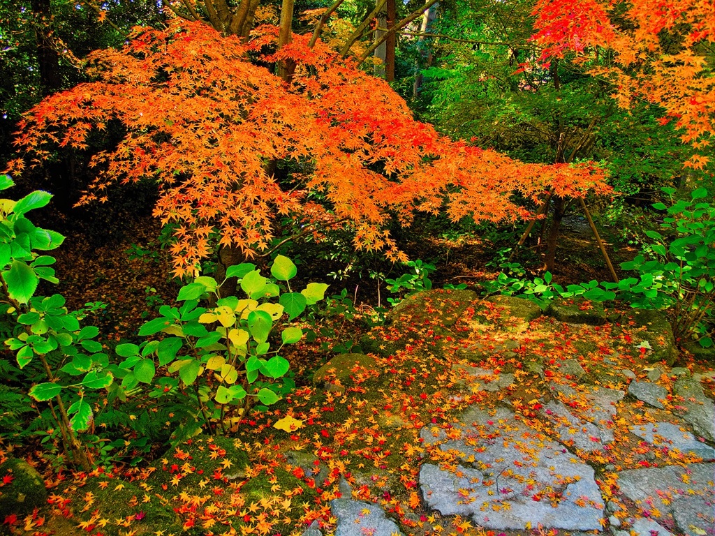 風景３１４ 寺　秋