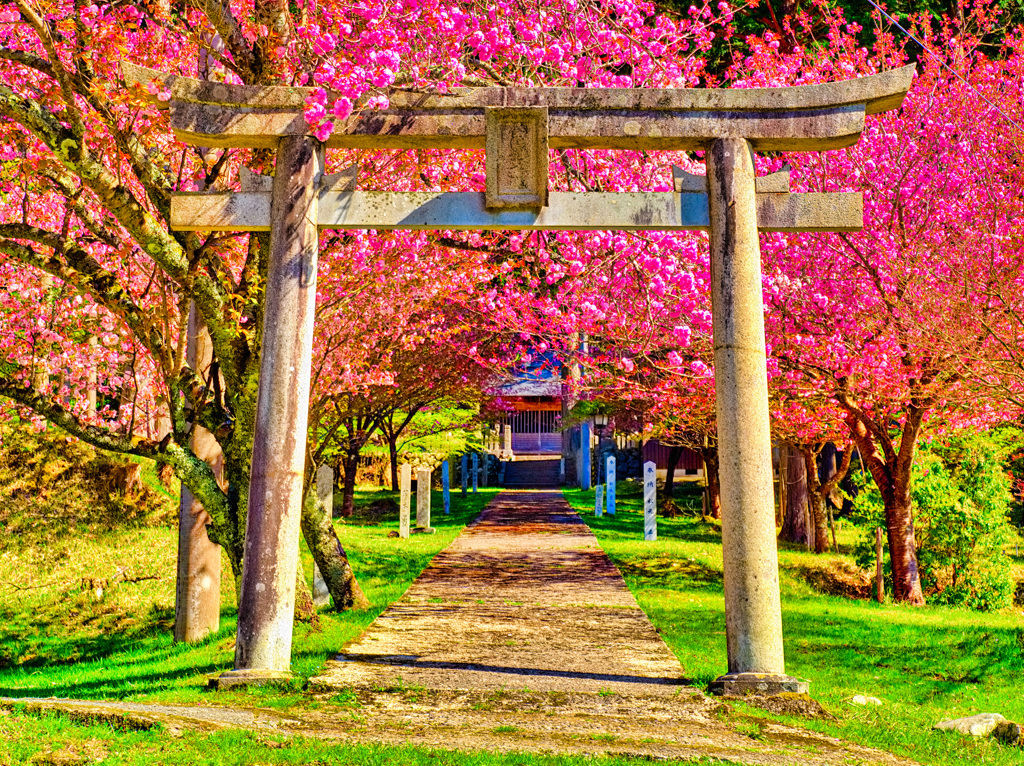 日本風景８９７　鳥居と桜