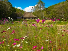 日本風景１２１８ コスモス