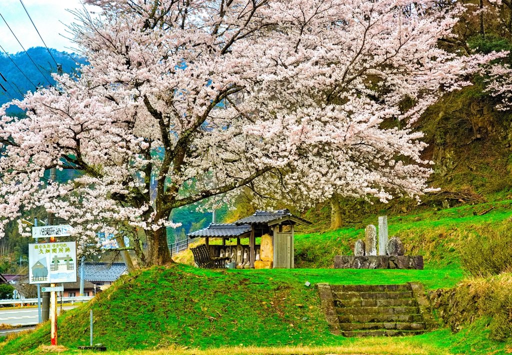 日本風景８７６　桜と地蔵