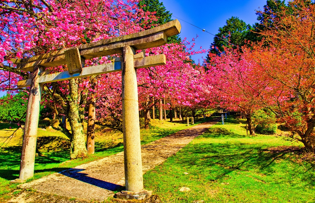 日本風景９０２　鳥居と桜